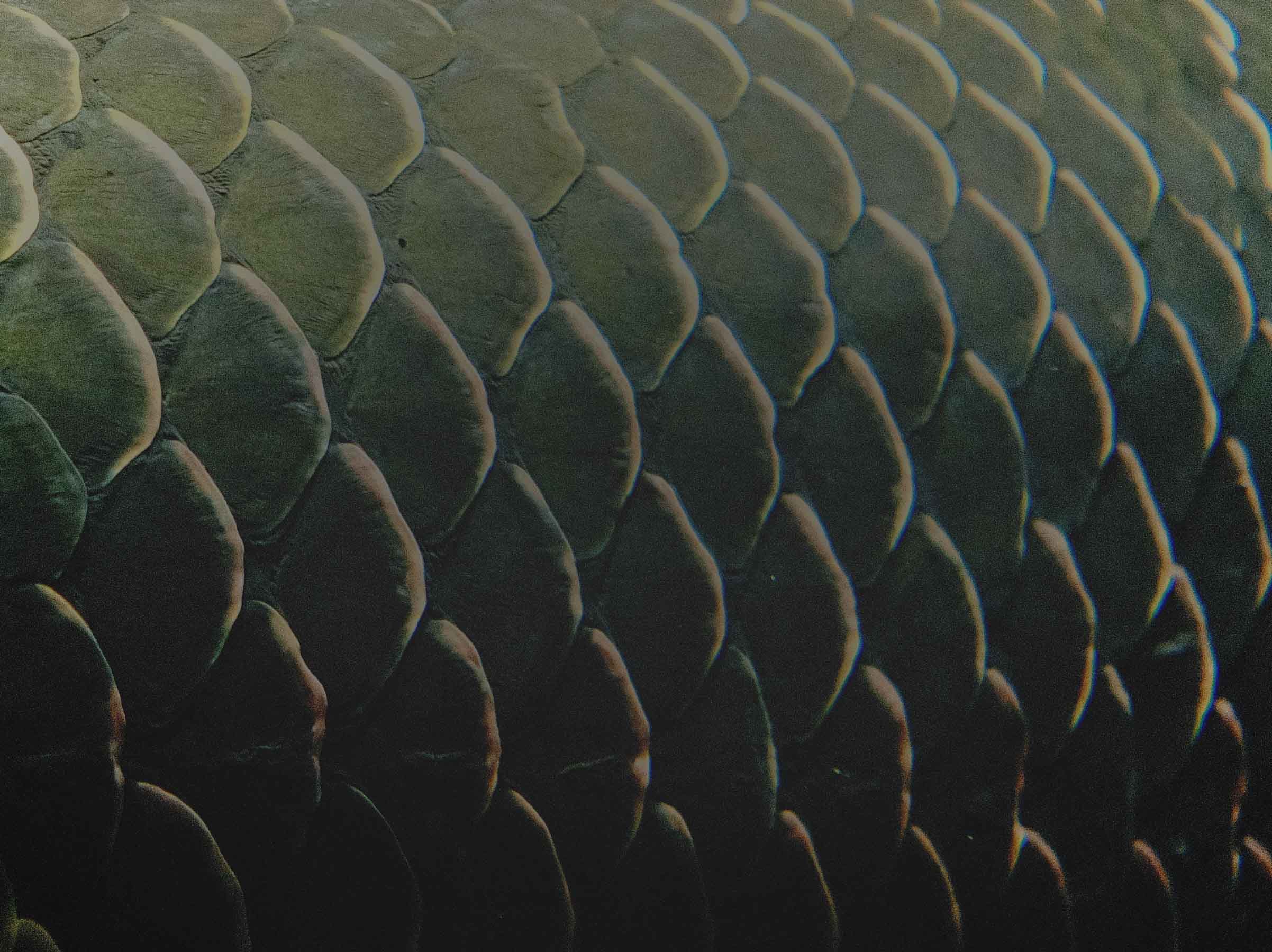 A modified and close up image of fish (or maybe dragon) scales.