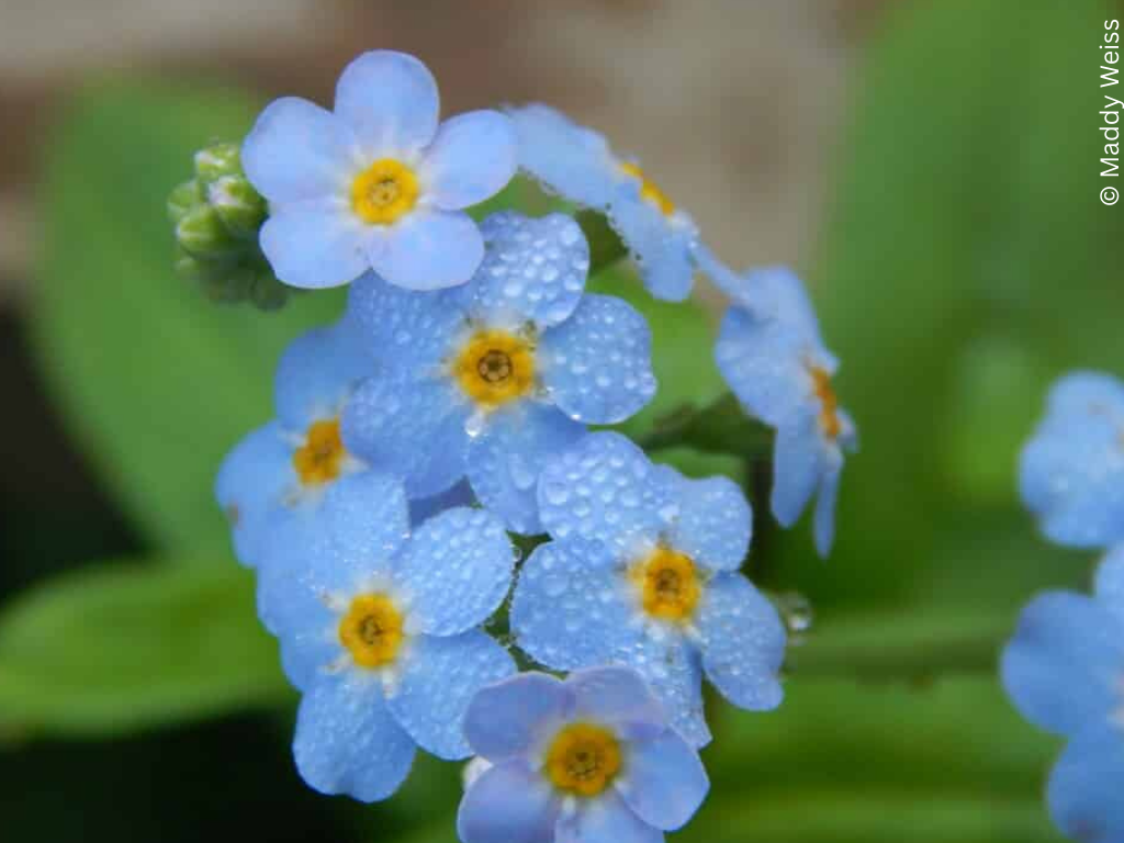 Forget-me-not flowers with dew drops on them