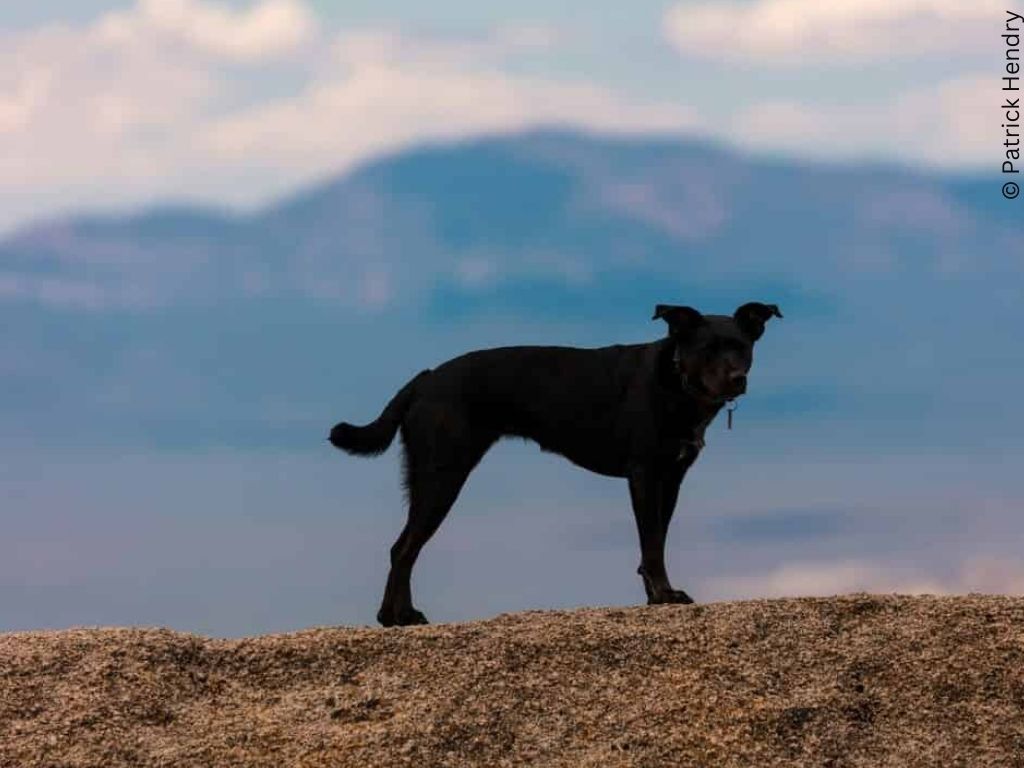 A black dog stands against a mountainous skyline