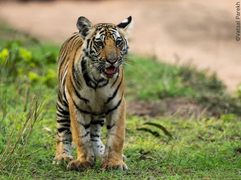 A tiger cub walks across grass.