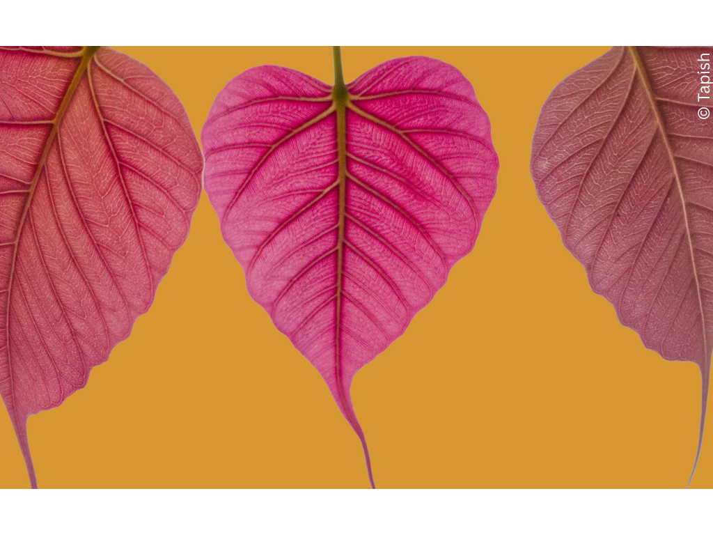 Three pink leaves against an orange background