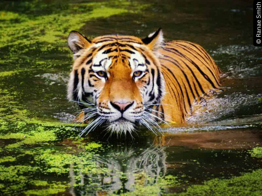 A tiger swimming in green water