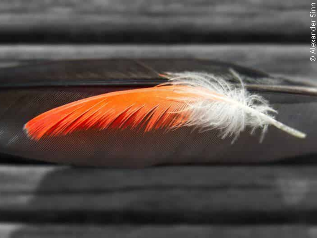An orange feather on a grey background