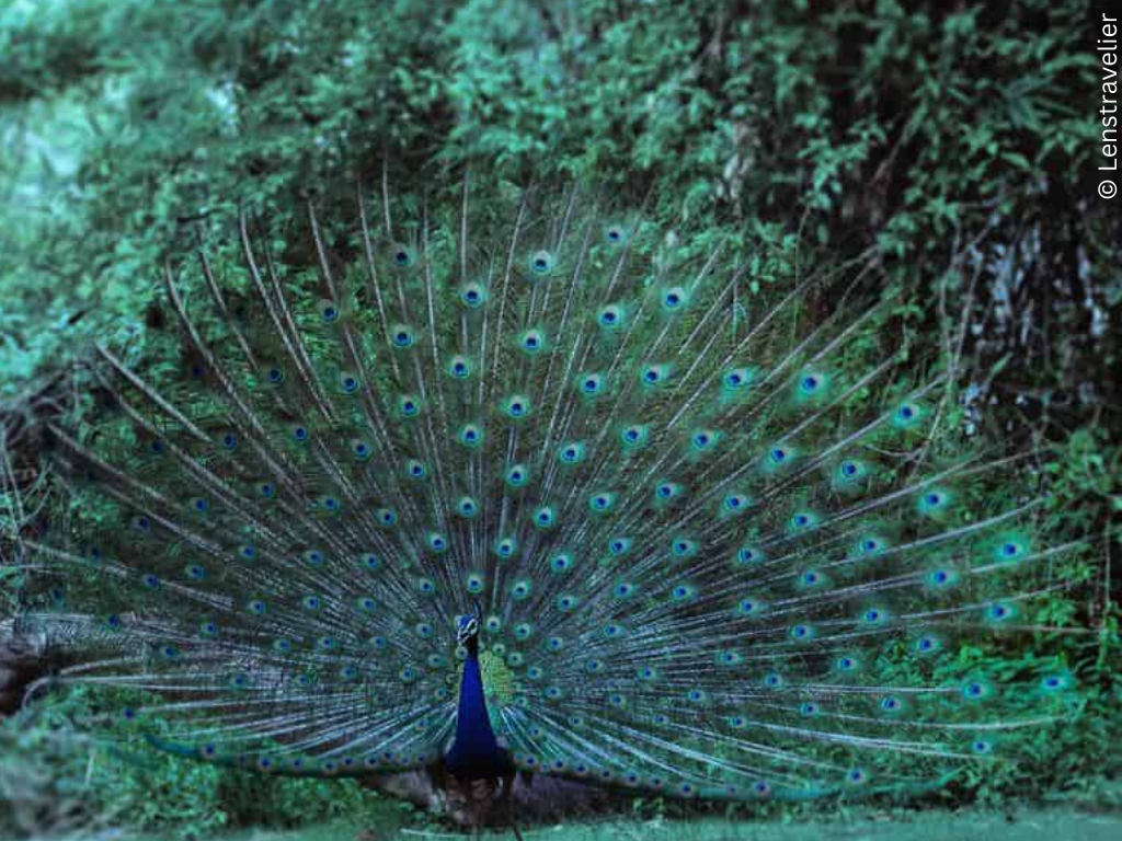 A male peacock displays its feathers