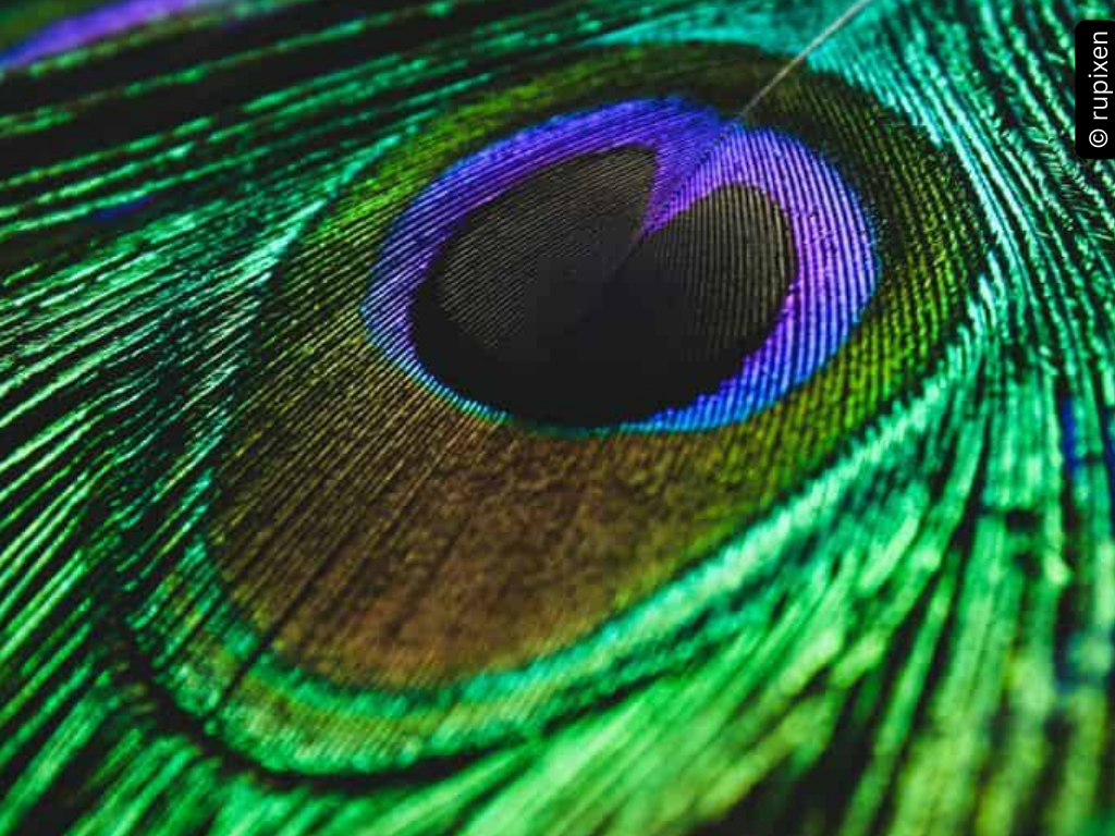 A peacock feather close up