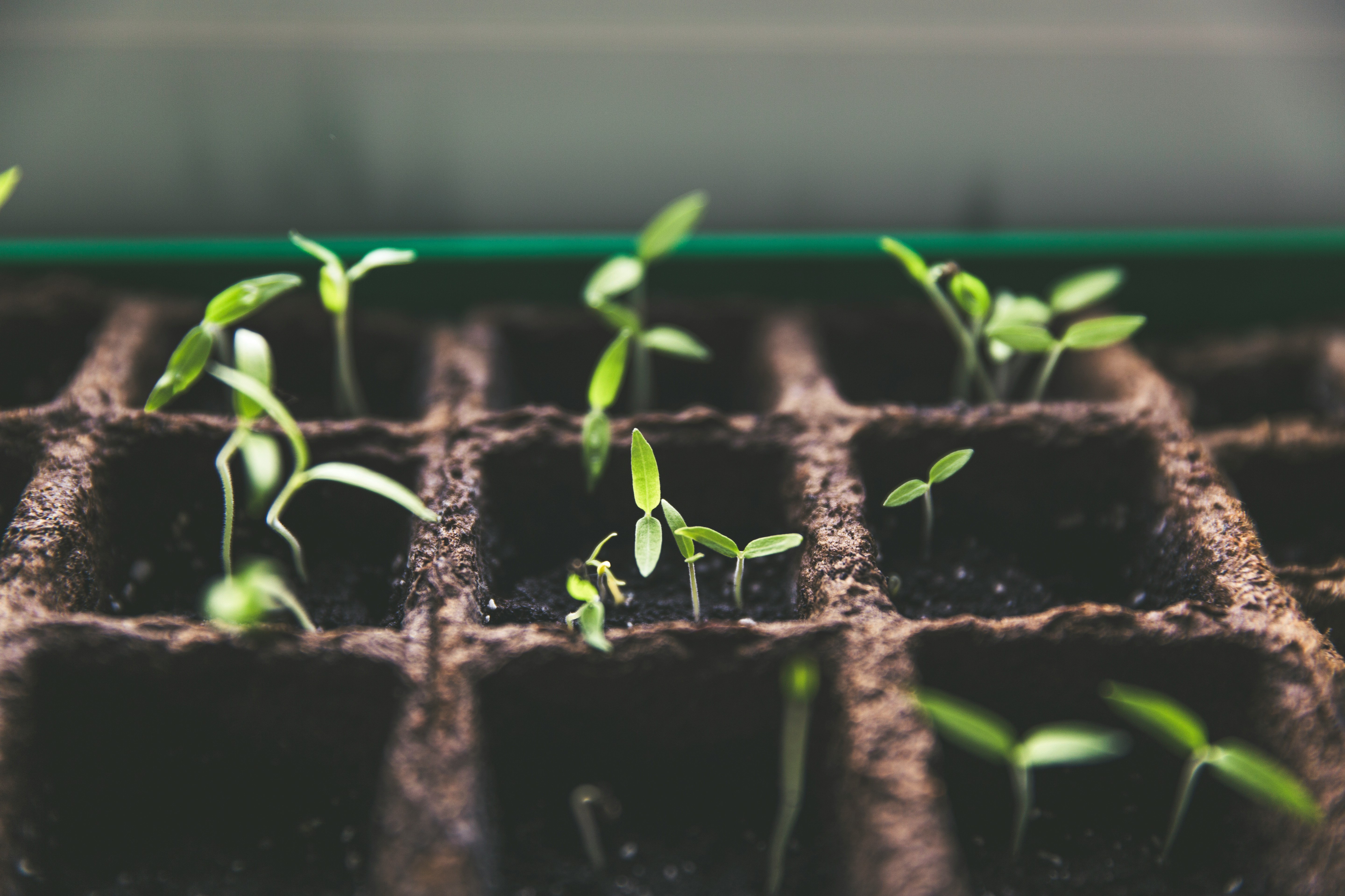 seedlings in a tray